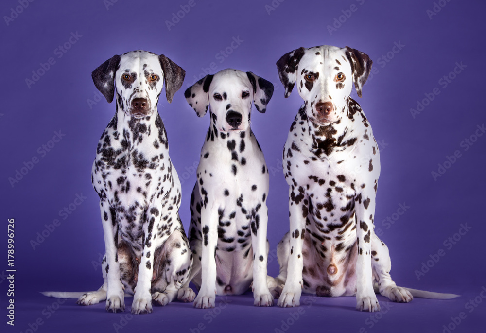 Three Dalmatian dog