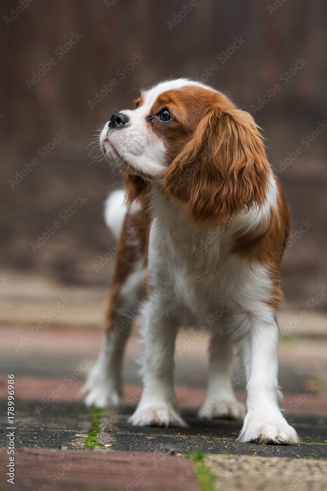 Cavalier King Charles Spaniel