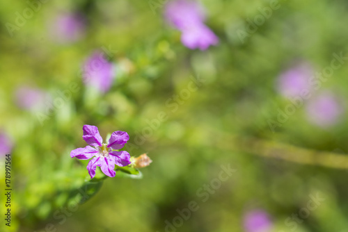 Purple, pink branch flowers
