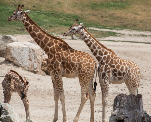 Photography Mother Giraffe With Kids
