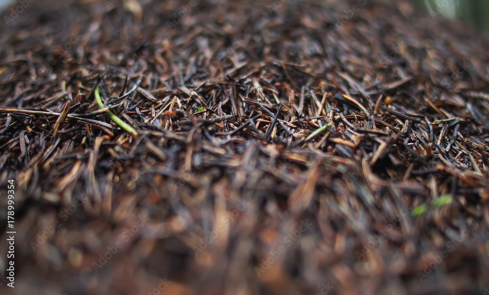 an anthill in the forest. summer an anthill in the forest. summer