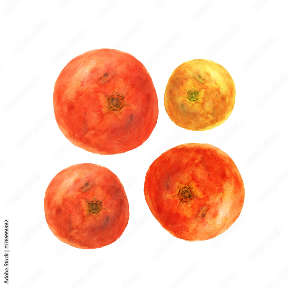 Fototapeta premium Botanical watercolor illustration sketch of tomato on white background