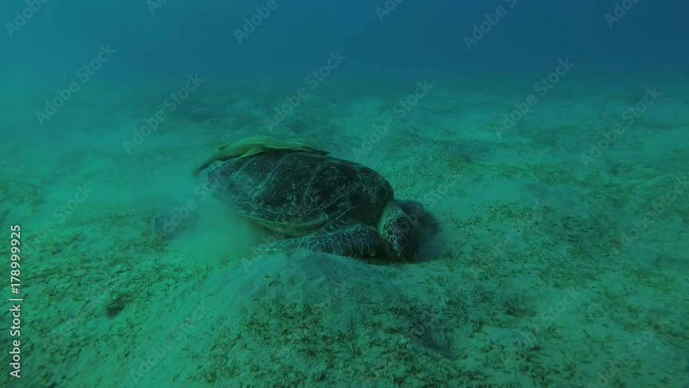 Melanism - Big male Black Sea Turtle (Chelonia mydas) with Remora fish (Echeneis naucrates) eats sea grass on a sandy bottom, Red sea, Marsa Alam, Abu Dabab, Egypt
Melanism - Big male Black Sea Turtle (Chelonia mydas) with Remora fish (Echeneis naucrates) eats sea grass on a sandy bottom, Red sea, Marsa Alam, Abu Dabab, Egypt