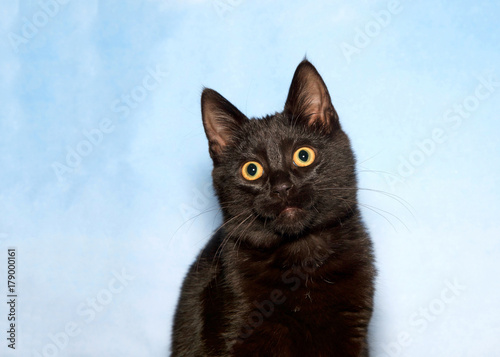 Portrait of a black tabby cat with wide yellow eyes, big pupils looking slightly to viewers left with head tilted sideways. Surprised expression. Blue textured background sky with clouds.