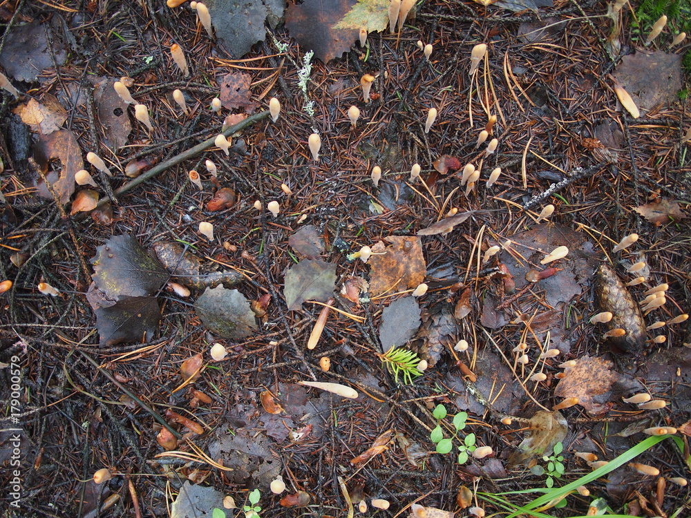 mushroom Ramaria in the forest