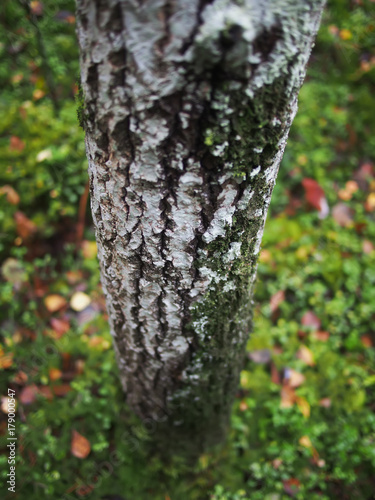 Fototapeta Naklejka Na Ścianę i Meble -  lichen on the bark of a tree