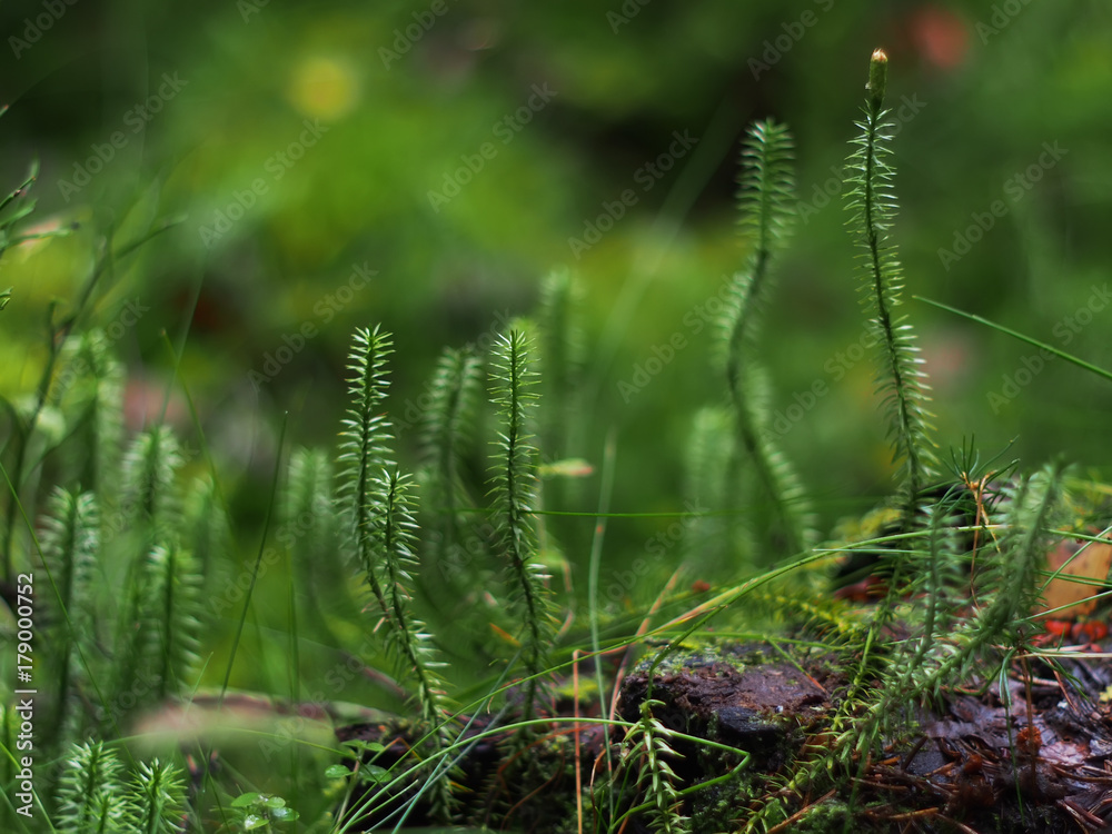 Lycopodium in the forest Lycopodium in the forest