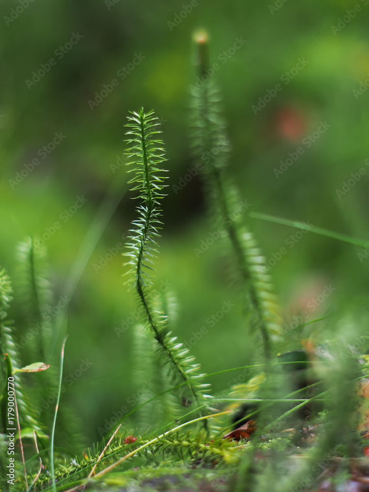 Lycopodium in the forest Lycopodium in the forest