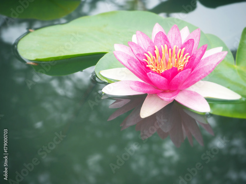 Beautiful lotus flower  lily water 