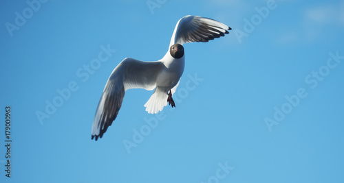 seagull in flight. Spring