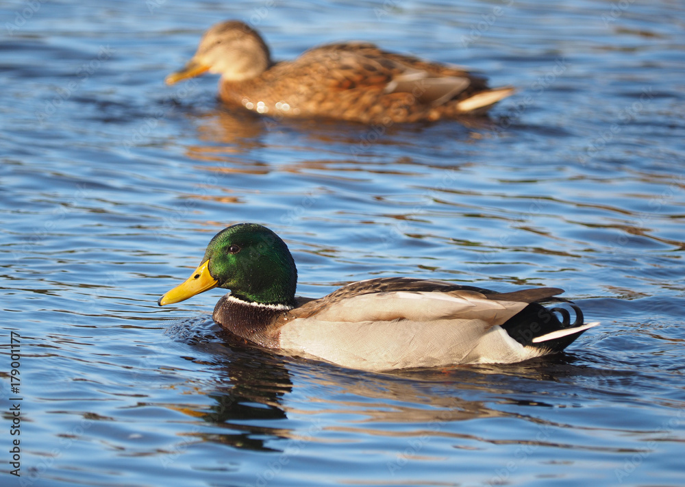 Obraz premium mallard on the lake