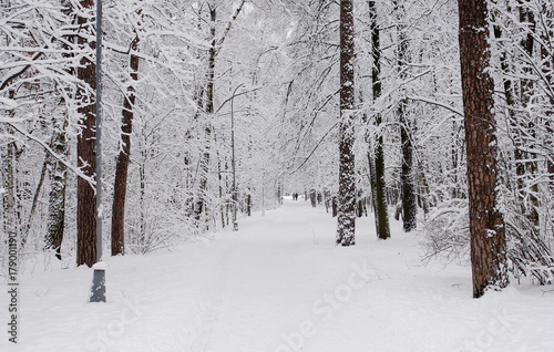 Winter landscape. Coating of snow covered trees in winter Park. © fifg