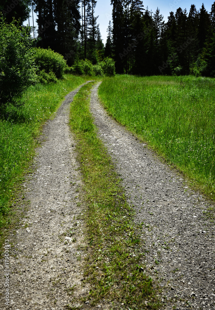 a forest path surrounded by green grass