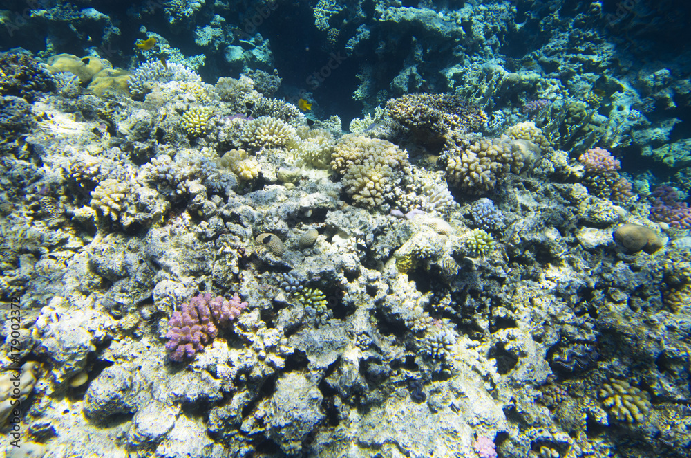 Multicolored corals on the seabed