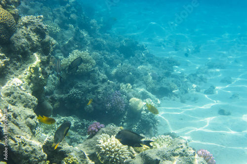 Underwater landscape with corals and passing fish