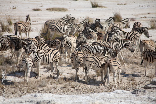 Zebra haerd in Etosha National Park