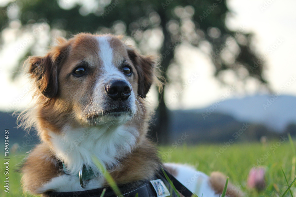 Kromfohrländer dog portrait