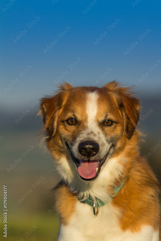 Justin the kromfohrländer dog portrait Justin the kromfohrländer dog portrait