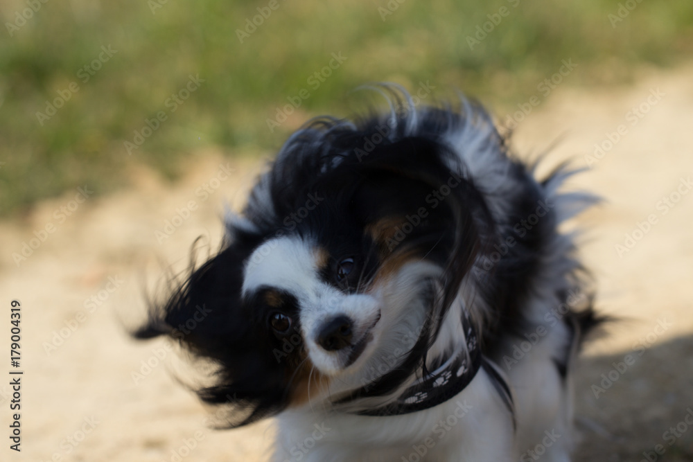 Headshaking Papillon dog 