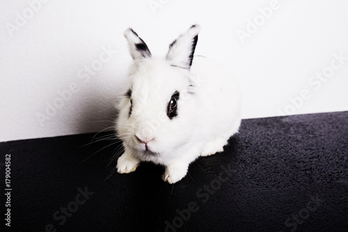 White rabbit on the white background