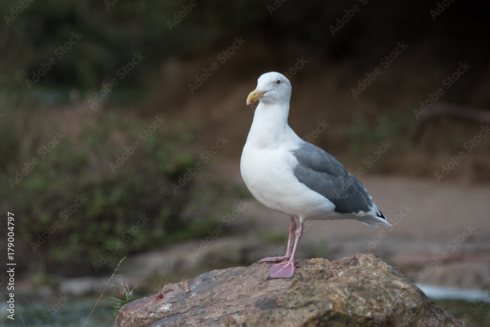 Obraz premium seagull