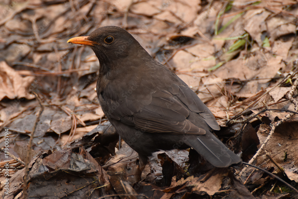 blackbird 1 blackbird 1
