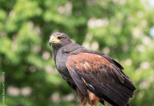 Harris hawk in static position