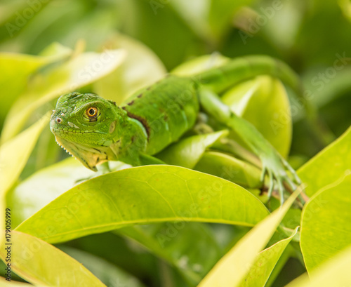 Baby Green Iguana On Green Leaves