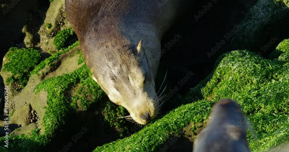 Close up of sea lion at La Jolla Cove, San Diego, California Close up of sea lion at La Jolla Cove, San Diego, California