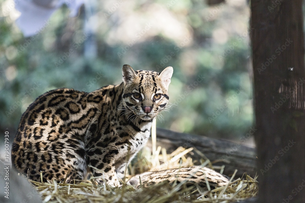 Naklejka premium The ocelot (Leopardus pardalis)