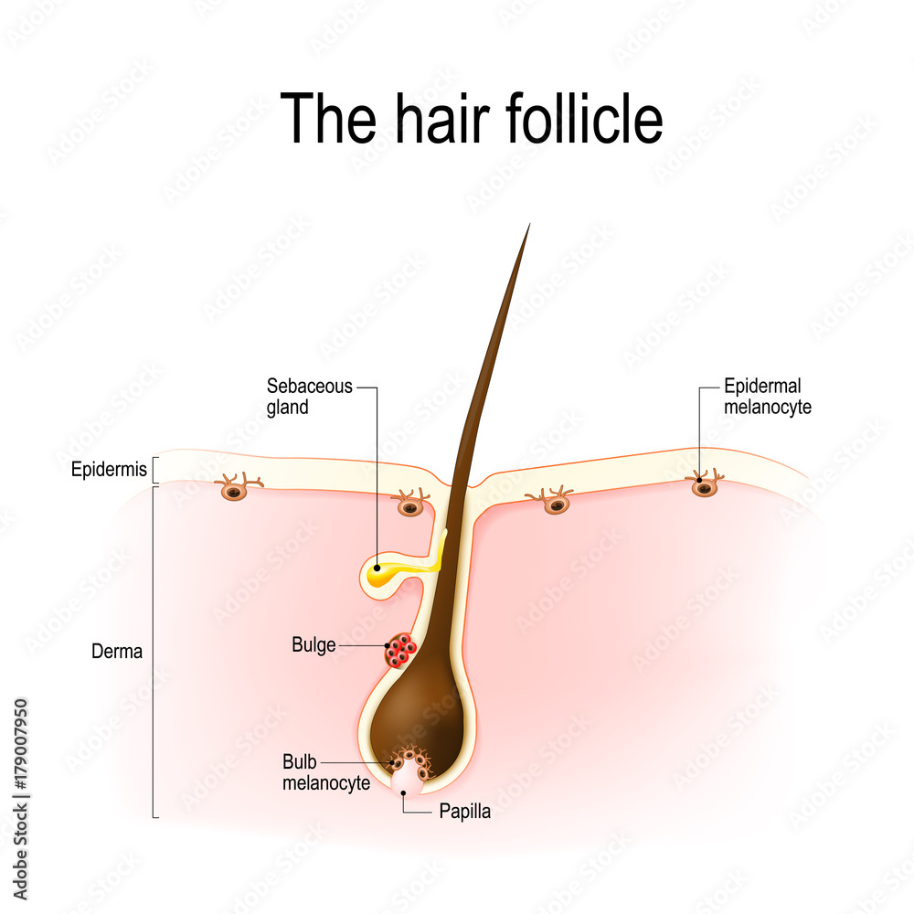 Φωτογραφία hair follicle.