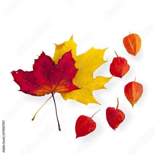 Cuadro en lienzo Red and yellow maple leaf with Physalis berries on white background