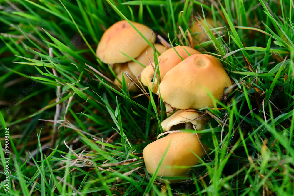 Beige Pilze in Rasen oder Wiese