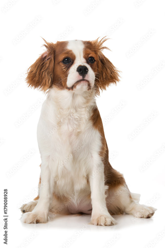 Cavalier King Charles Spaniel Welpe Cavalier King Charles Spaniel Welpe
