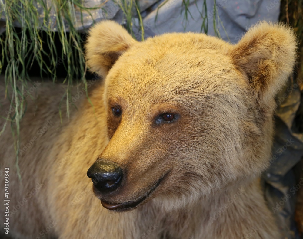 brown bear muzzle with straight ears