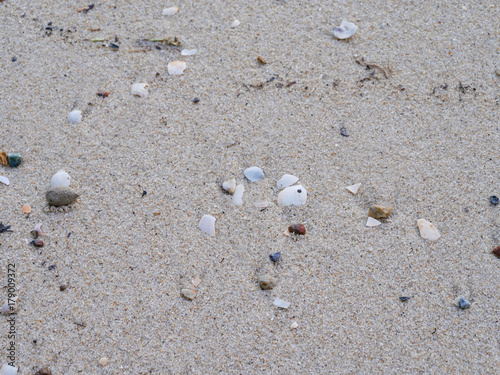 the sand on the beach with seashell