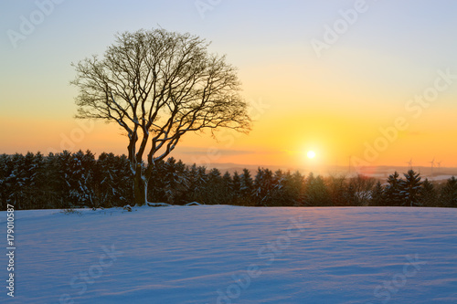 Winter sunset landscape with tree. © Swetlana Wall