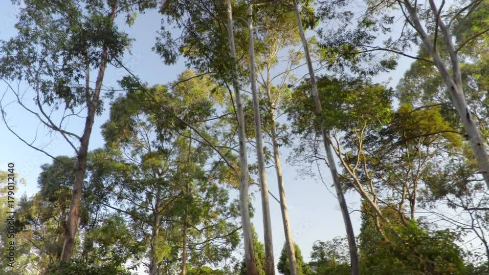 Gimbal shot of trees at Oloolua Nature Trail in Karen. Nairobi, Africa. Gimbal shot of trees at Oloolua Nature Trail in Karen. Nairobi, Africa.