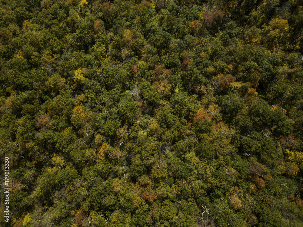 fall season, Autumn comes, Smoky Mountains National Park near Asheville, colorful, north carolina, USA