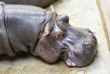Lying and resting adult hippopotamus on concrete with a head look.