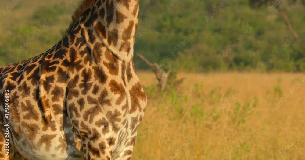 Maasai Giraffe at Maasai Mara National Reserve, Kenya, Africa Maasai Giraffe at Maasai Mara National Reserve, Kenya, Africa