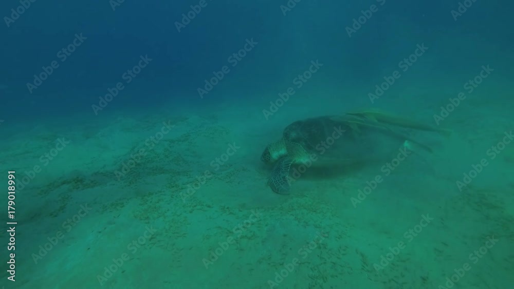 Melanism - Big male Black Sea Turtle (Chelonia mydas) with Remora fish (Echeneis naucrates) eats sea grass on a sandy bottom, Red sea, Marsa Alam, Abu Dabab, Egypt
Melanism - Big male Black Sea Turtle (Chelonia mydas) with Remora fish (Echeneis naucrates) eats sea grass on a sandy bottom, Red sea, Marsa Alam, Abu Dabab, Egypt