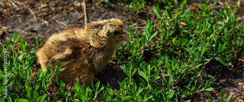 Beautiful small chick in the green grass © krokodi11