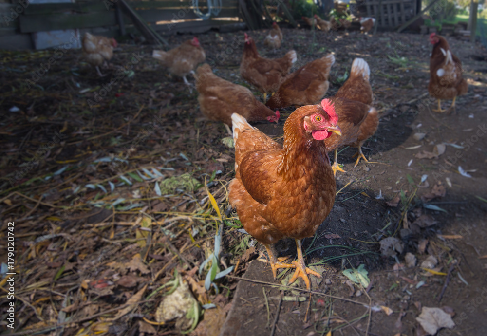 Fototapeta premium Poultry - Brown Layer hens (free range)
