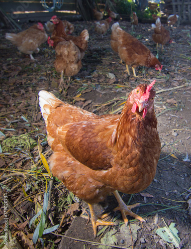 Poultry - Brown Layer hens (free range)
