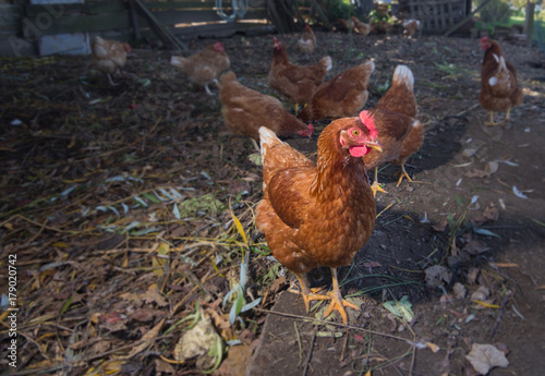 Poultry - Brown Layer hens (free range)