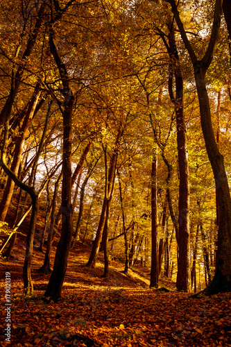 golden autumn photo