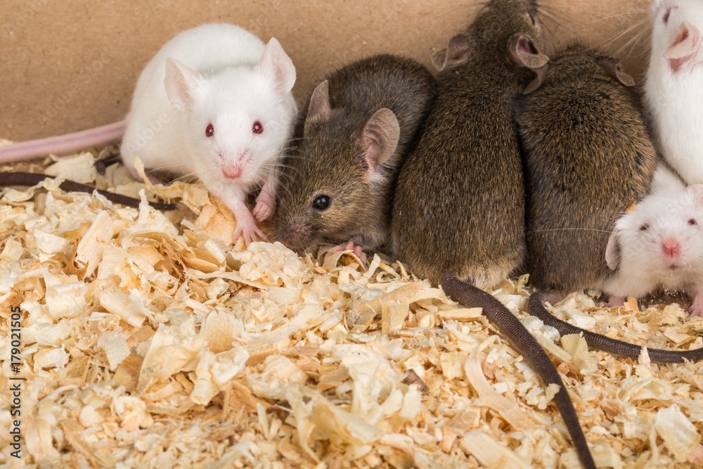Mice Mice