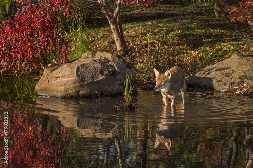 Coyote (Canis latrans) Stands in Water © geoffkuchera