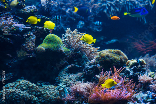 Underwater scene. Coral reef, colorful fish groups © EwaStudio